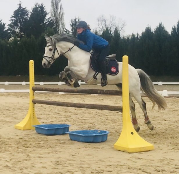 Élevage et Écurie de Marlière - photo 3