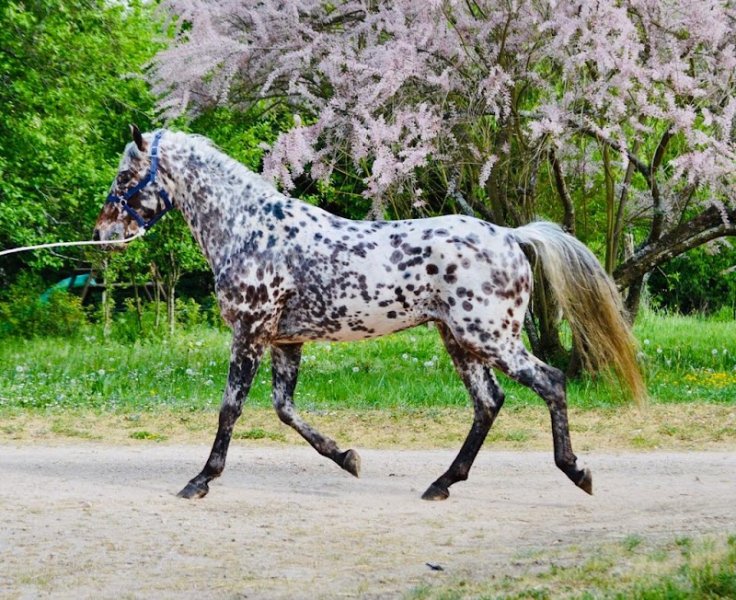 ECURIE ELINE - photo 1