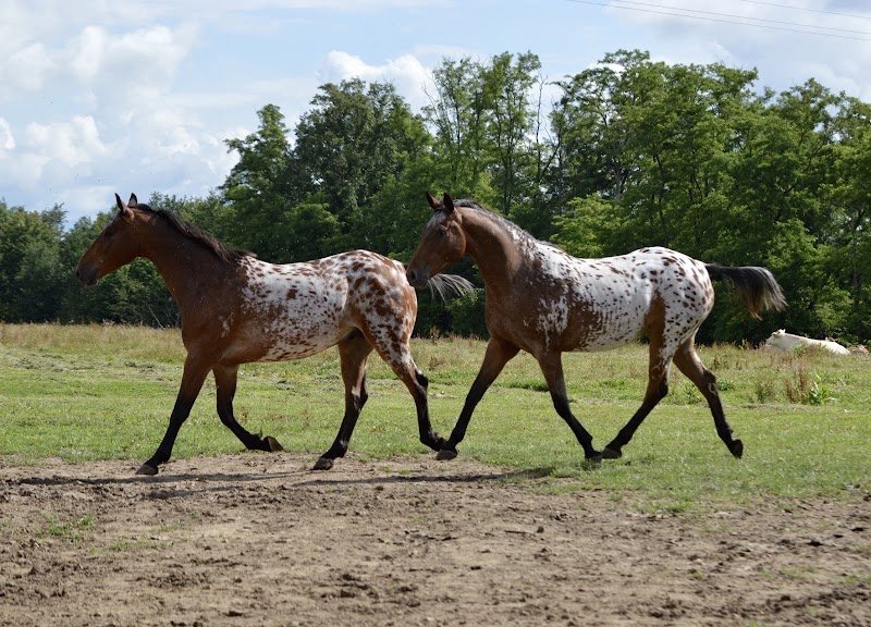 ECURIE ELINE - photo 2