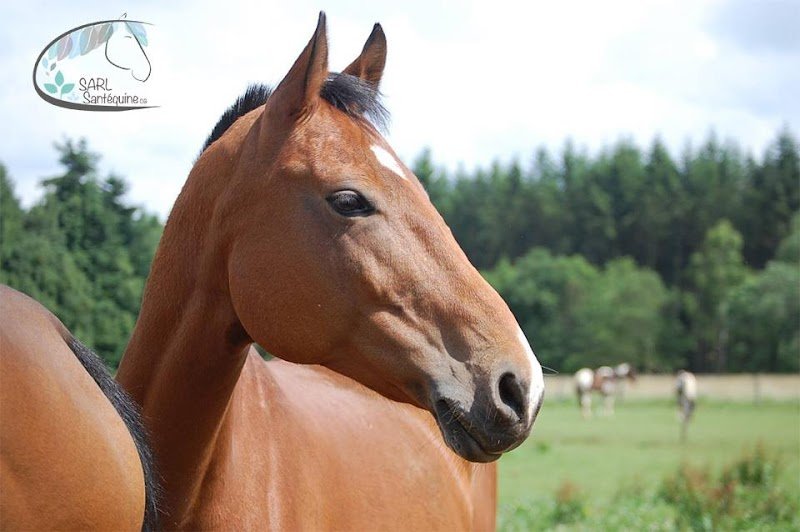 Ecuries aux amis des chevaux - photo 1