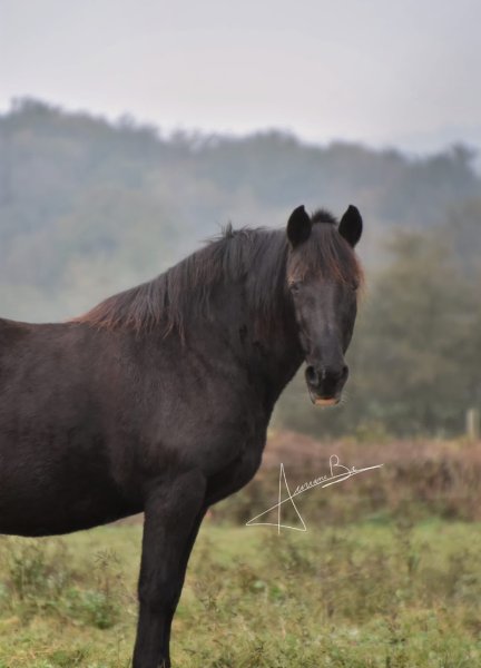 Ecurie des reveries - photo 3