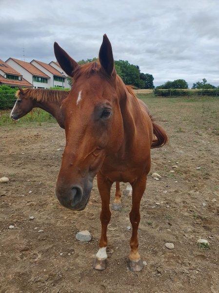 Les écuries du Pêcher - photo 1