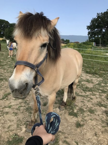 Les écuries du Pêcher - photo 2