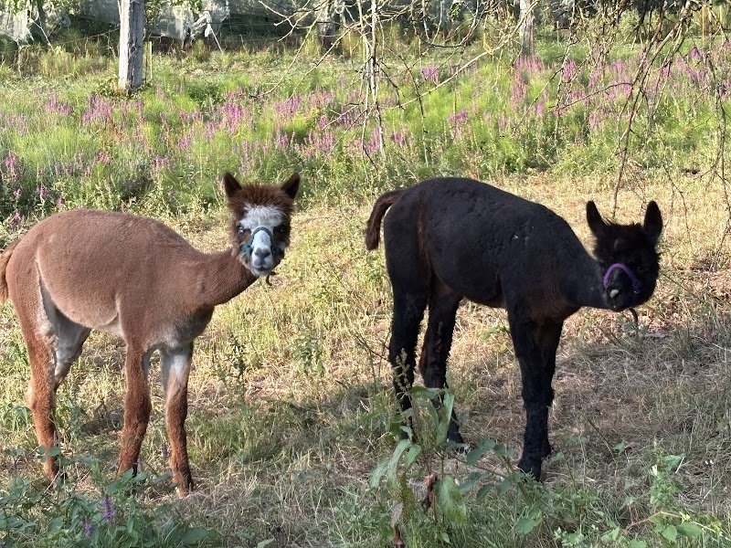 Ecurie du Cannelet - photo 3