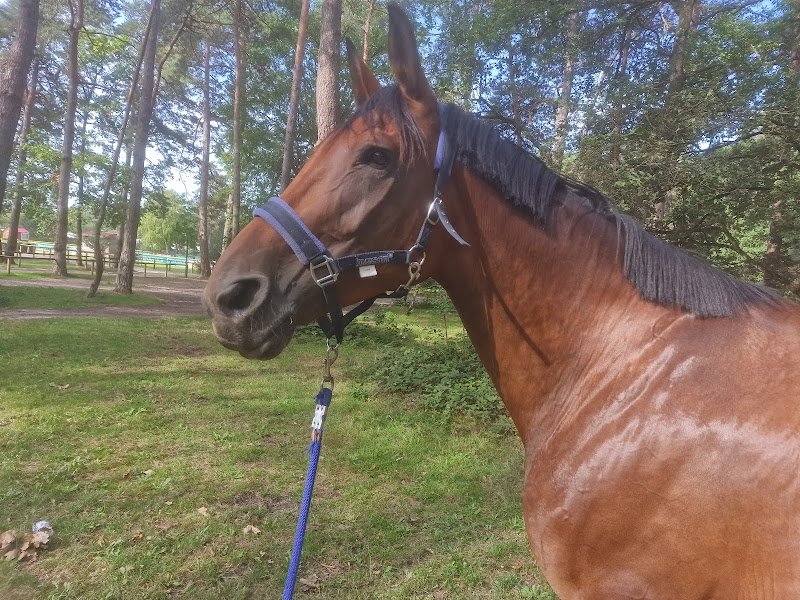 Ecurie de Morenol - photo 1