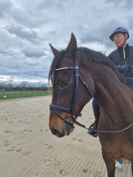 Ecurie de Morenol - photo 2