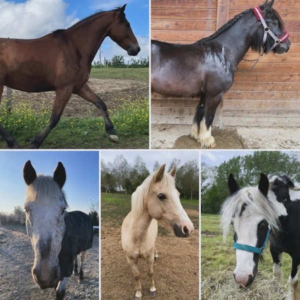 Écuries du Sablonnet - photo 1