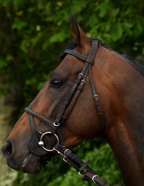 Ecurie Maud Briset Aigueperse - photo 1