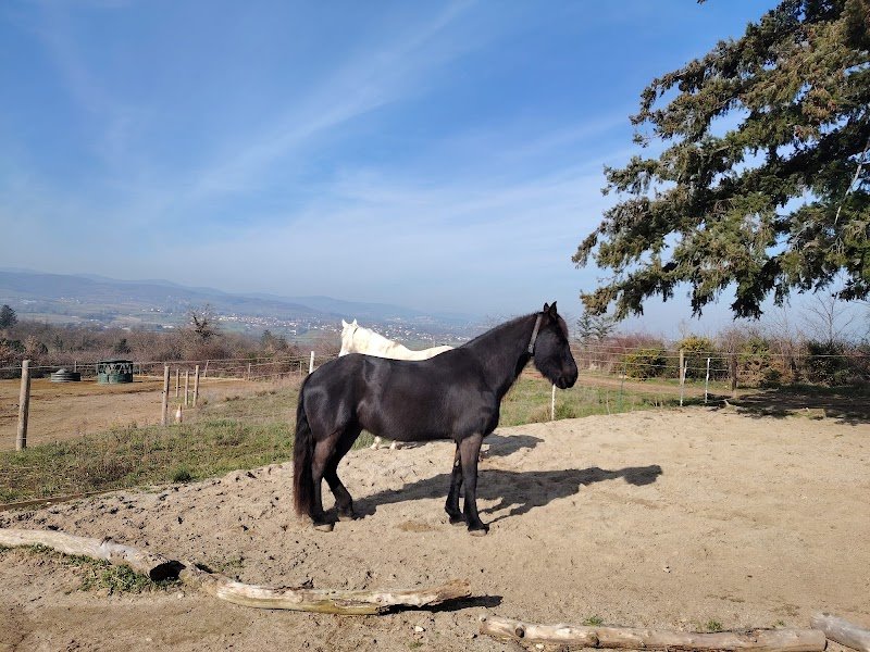 L' Ecurie active des Lyons - photo 1