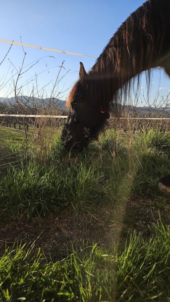 L' Ecurie active des Lyons - photo 2