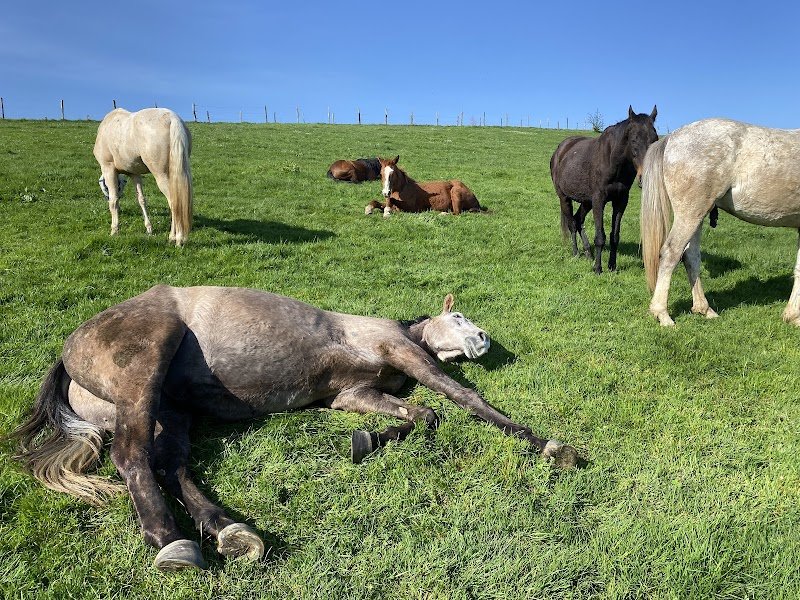 Le Haras du Tizieu - photo 1