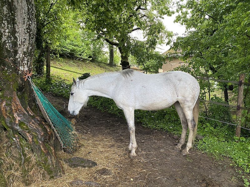 Le Haras du Tizieu - photo 3