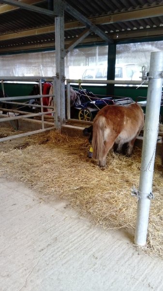 PONY' Veyle - photo 2