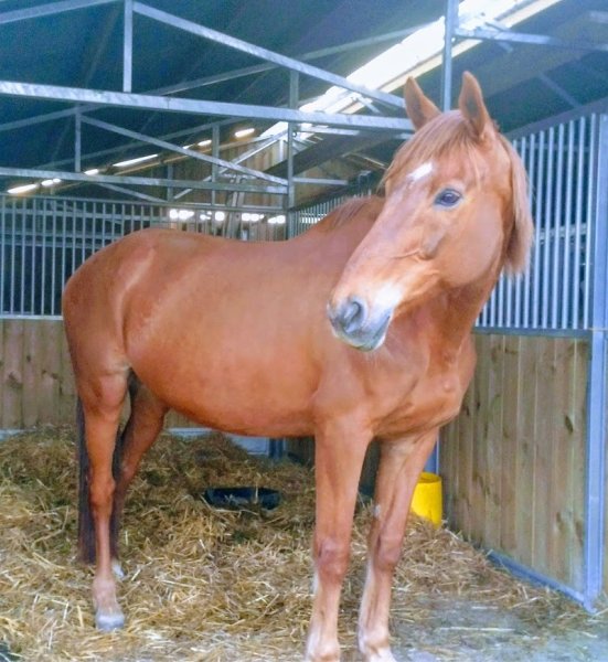 Haras Unique Centre de reproduction - photo 1
