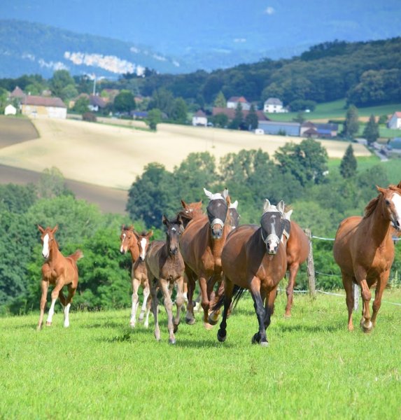Haras Unique Centre de reproduction - photo 2