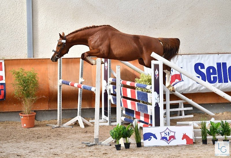 Haras Unique Centre de reproduction - photo 3