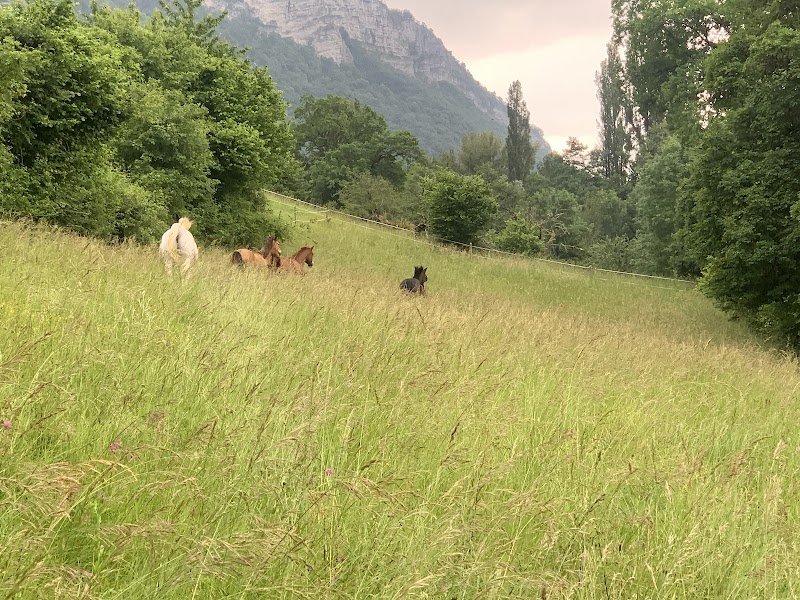 Ecuries De La Pl Hennitude - photo 1