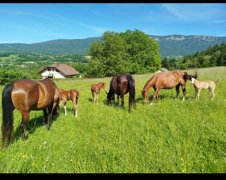 VM Quarter Horse - Michel Vittet - photo 2