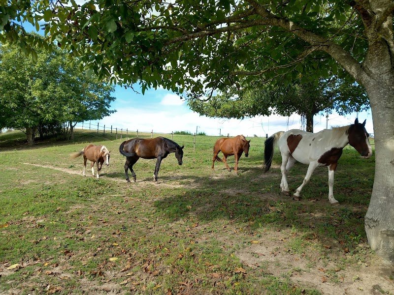ESPRIT EQUIN écuries pensions et cours pour chevaux - photo 1