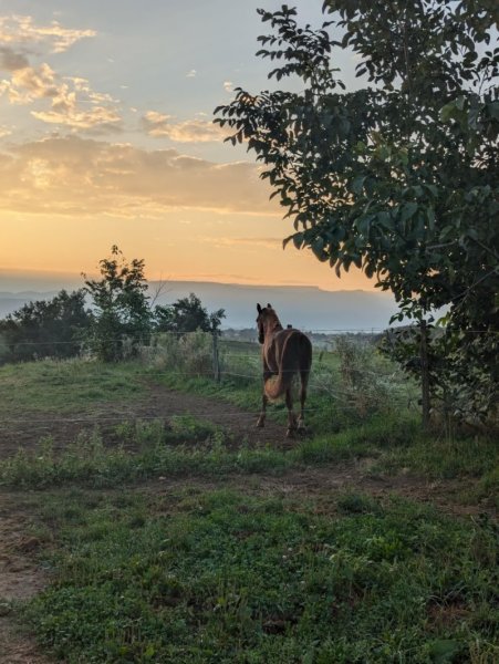 Ecuries de la Ruat - photo 3