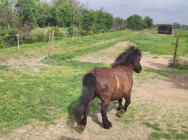Ecuries Fabrice Gellet - pension chevaux - coaching CSO - photo 1