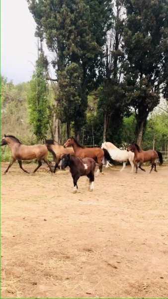 Ecurie Guillot - photo 3