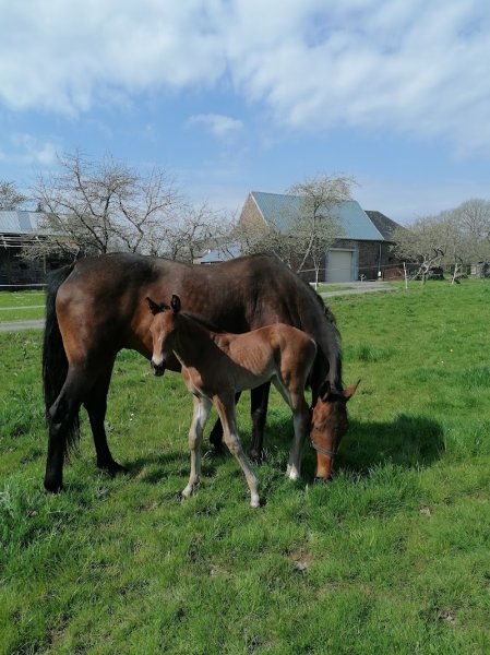 Écurie de Beauregard - photo 1