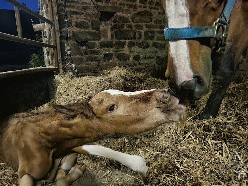 Écurie de Beauregard - photo 3