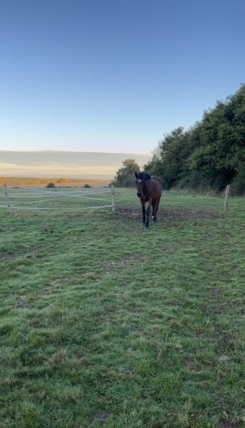 Ferme Equestre de Beauregard - photo 3