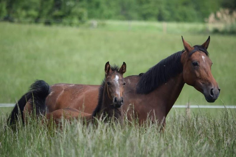 Haras Numénor - photo 1