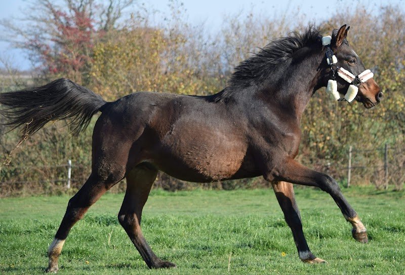 Haras Numénor - photo 2