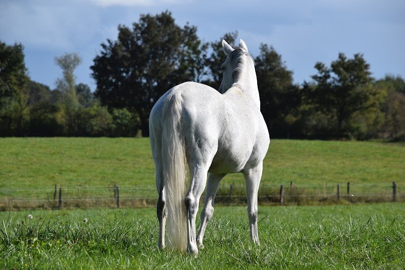 Haras Numénor - photo 3