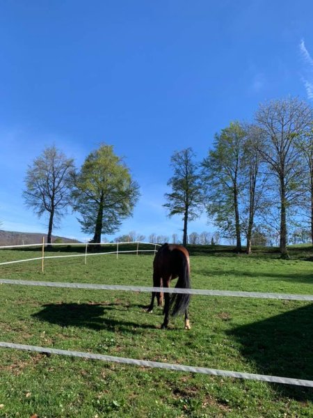 EARL Les écuries de Grange-Neuve - photo 3