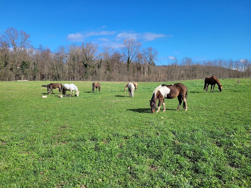 Écurie et élevage du charme - photo 2