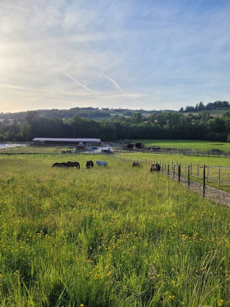Écurie et élevage du charme - photo 3