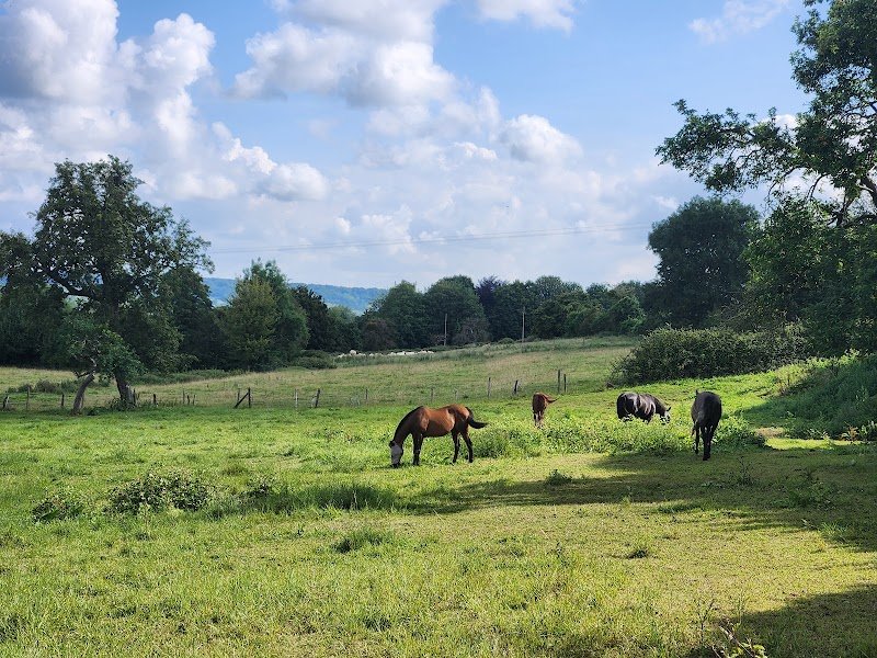 Cour de la Lihaudière - Pension pour chevaux