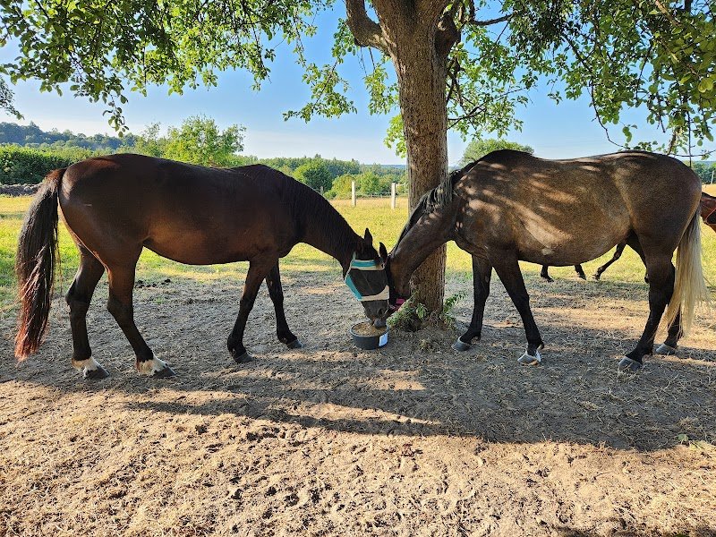 Cour de la Lihaudière - Pension pour chevaux - photo 2