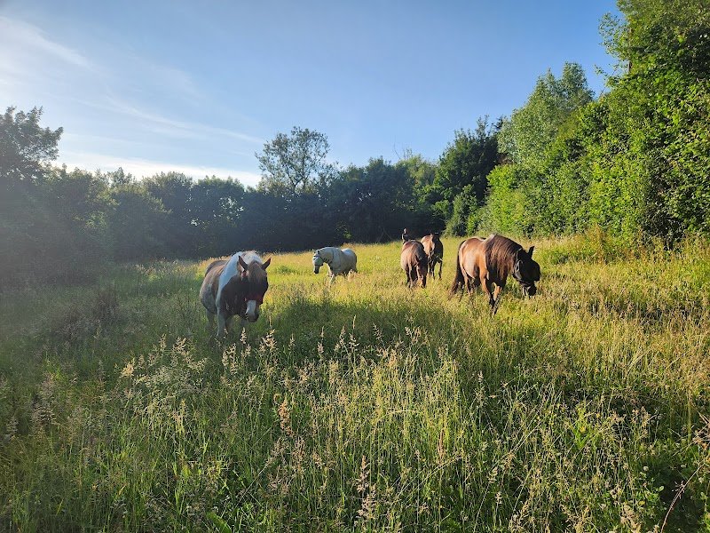 Cour de la Lihaudière - Pension pour chevaux - photo 3