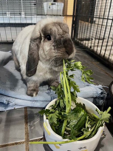 Les Grandes Oreilles Pension - photo 3