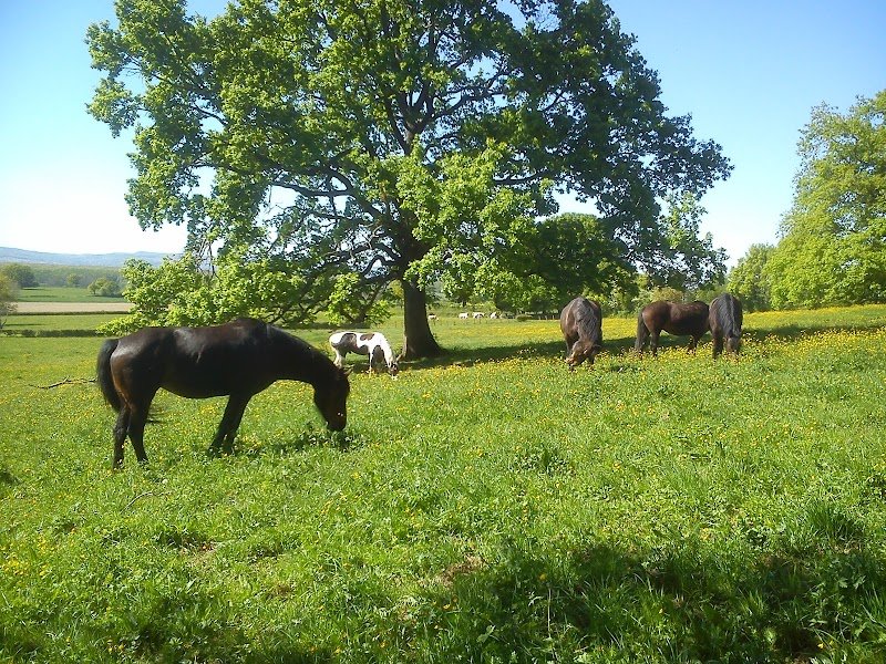 Ecurie d'Aujoux - photo 3