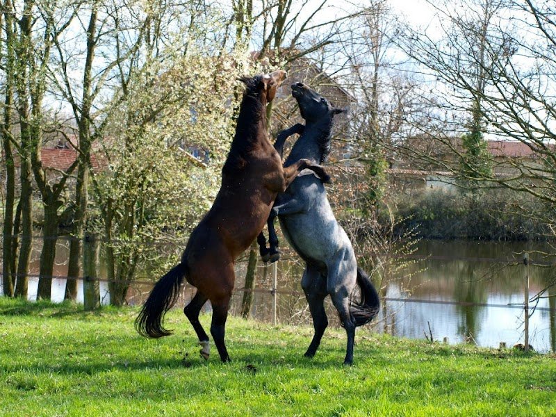 Les Ecuries de l'Oracle - photo 1