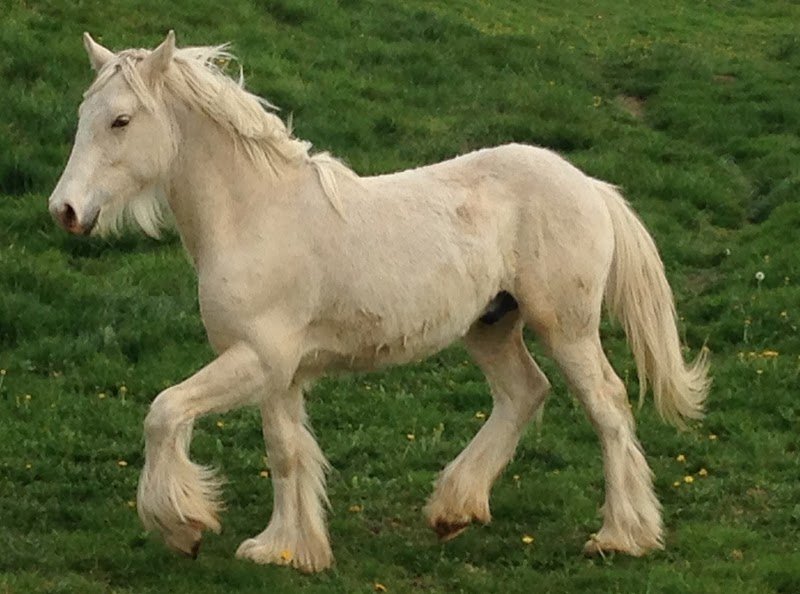 Les ecuries de Manissol - photo 2