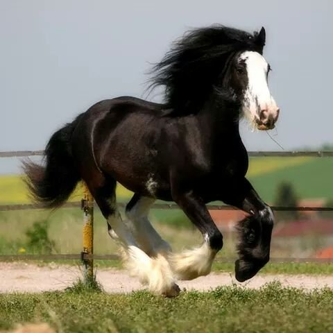 Les ecuries de Manissol - photo 3