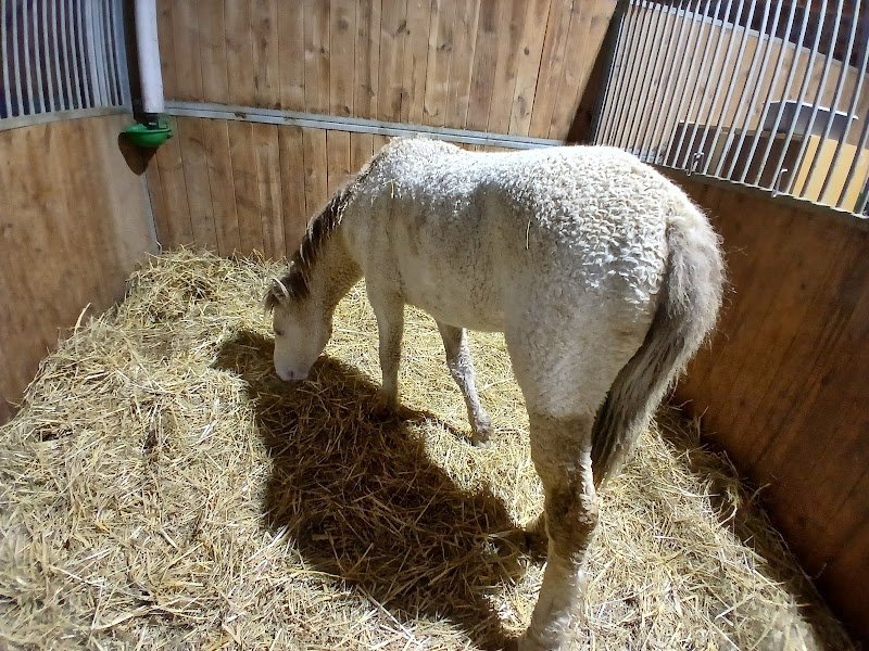 Écuries Des Grands Chênes - photo 1
