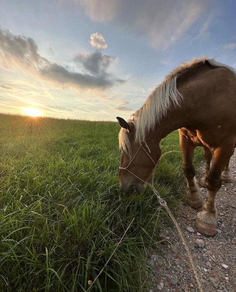 Les Écuries de Plein Sud - photo 3
