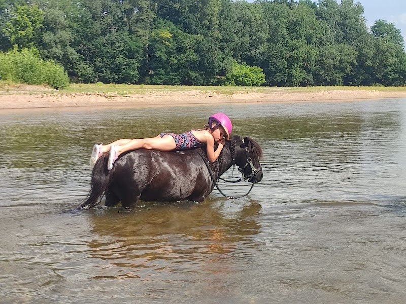 LA JUMENTERIE DE LEVIS - centre équestre - pension pour chevaux - photo 3
