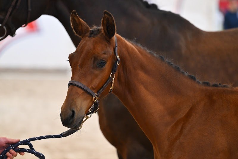 Ecurie de la Moiliere - photo 1
