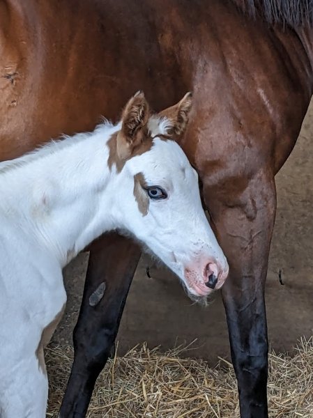 Ecurie de la Moiliere - photo 2