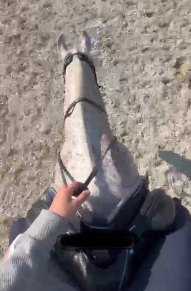 Les Ecuries du Bois d'Amont - photo 3