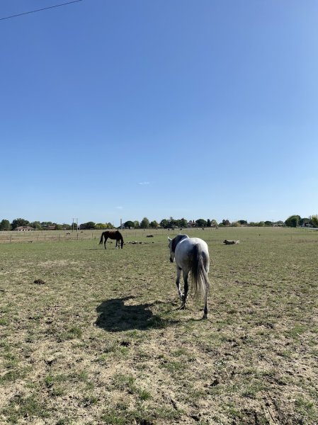 Ecurie des Muriers - photo 3